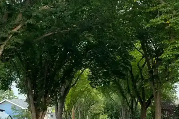 Belgravia Heights