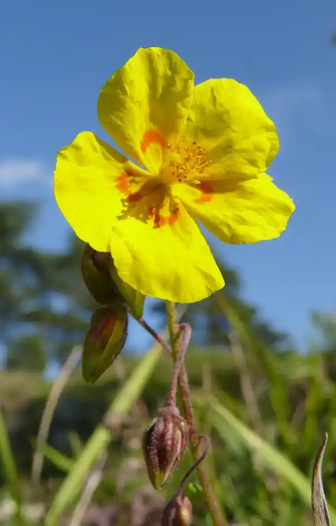 Sunrose — Main View